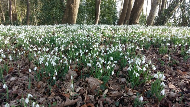 Nouvelle saison, premières fleurs