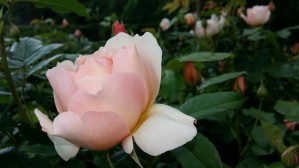 Début de floraison de la roseraie