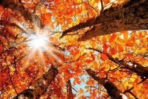 Nouvelle video: Automne sur le domaine
